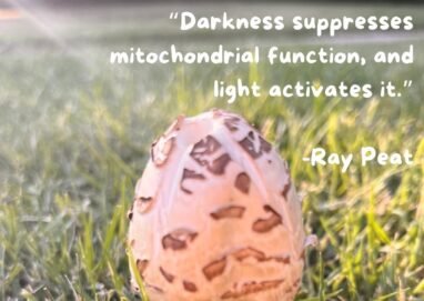 "Darkness suppresses mitochondrial function, and light activates it." -Ray Peat